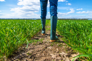 Wall Mural - A man farmer checks how wheat grows in the field. Selective focus.