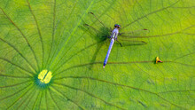 Looking Down On A Blue Dragonfly Resting On Lily Pad Leaf In A Pond