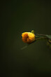 Bud of a spring yellow flower on a dark background