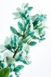 Jade vine flowers on white background, created with generative AI