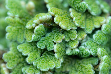 mosquito fern (water velvet) after rainy. Azolla pinnata is an aquatic plant in Family Salviniaceae.