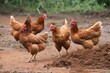 A group of chickens pecking at the ground in a dirt field