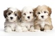 Three cute havanese puppies are lying next to each other on white background. AI Generative Illustrations