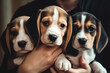 Woman holding adorable beagle puppies. AI Generative Illustrations