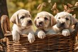 Three labrador puppies in a basket. Ai Generative Illustrations