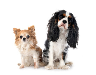 Wall Mural - cavalier king charles and chihuahua