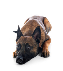 Poster - malinois in studio