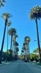 palm trees on the street