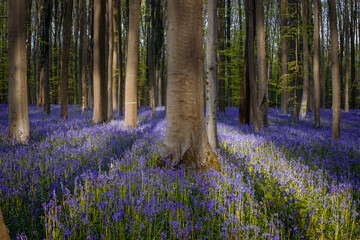 Wall Mural - Hallerbos forest in spring with blue bluebells. Halle, Brussels District, Hallerbos, Belgium.