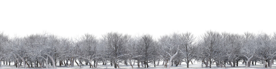 Leafless tree in nature,  trees on the garden in winter, Forest isolated on transparent background - PNG file, 3D rendering illustration for create and design or etc