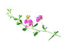 Lathyrus, commonly known as peavines or vetchlings. Stem with bright pink flowers isolated on transparent background.
