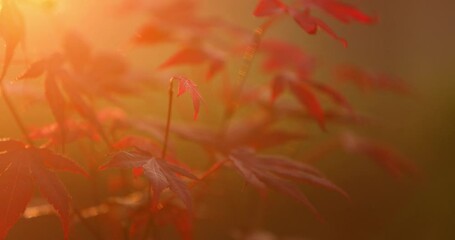 Wall Mural - Beautiful Nature Scene with Maple Leaves and Sun Flare. Sunny day. Spring Background with Blurred Effect and Warm Light. Springtime