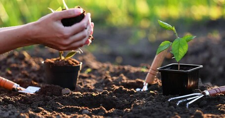 Wall Mural - Planting Plant In Sunny Garden. Spring Gardening Works Concept