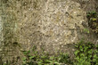 Background of stone, stone rock with plants. Gray stone.