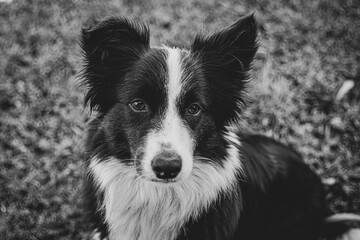 Poster - border collie dog