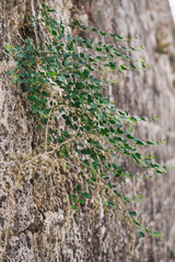 Wall Mural - Small green plants growing on an old wall of Rhodes city