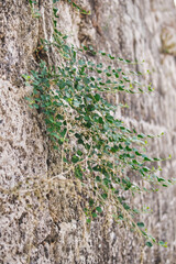 Wall Mural - Small green plants growing on an old wall of Rhodes city