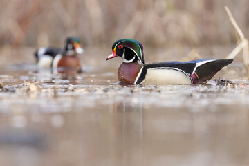 Canvas Print - wood duck or Carolina duck (Aix sponsa) in spring