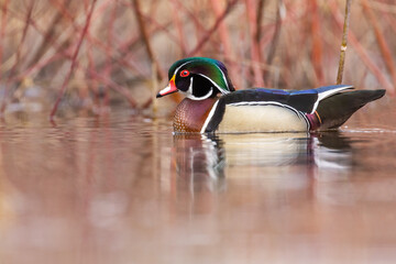 Canvas Print - wood duck or Carolina duck (Aix sponsa) in spring