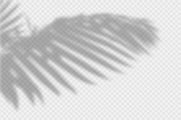 Leinwandbilder - Shadow overlay of palm tree branch. Transparent overlay shadow effect from tropical palm leaves. Realistic soft light effect of shadows and natural light on transparent background. Vector.