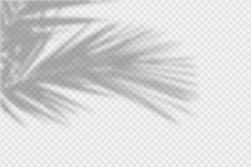 shadow overlay of palm tree branch. transparent overlay shadow effect from tropical palm leaves. rea