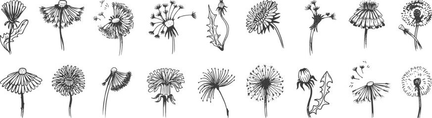 Wall Mural - Hand drawn dandelions vintage doodle graphic elements. Isolated dandelion, abstract summer blooming flowers. Fluff floral neoteric vector set