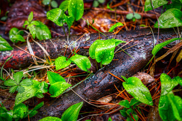 Wall Mural - April showers bring May Flowers, even in the woods.  Wet fallen tree branch, a log, sits on the wet forest floor and has leaves growing up all around it.