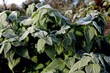 frost hoarfrost nettle herbs garden