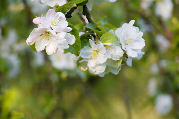 Wall Mural - Flowers Apple tree close up