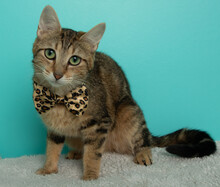 Brown And Black Tabby Cat Wearing A Cheetah Bow Tie Portrait
