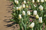 Fototapeta Tulipany - białe tulipany