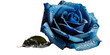 Beautiful blue rose. Generative AI