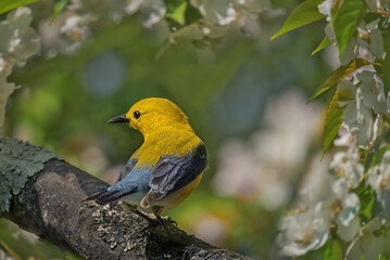 Wall Mural - a prothonotary warbler, protonotaria citrea, bird on a branch of crabapple tree, feeding on flowers