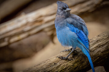 stellar jay from vancouver island, canada.