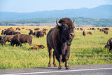 Fototapeta Zwierzęta - herd of bison