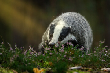 Wall Mural - Badger in moorland. Portrait of european badger, Meles meles, in green pine forest. Hungry badger sniffs about food in moor. Beautiful black and white striped beast. Cute animal in nature habitat.