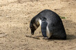 African penguins, jackass penguins, black footed penguin, flightless birds enjoying the sunshine in Amsterdam zoo