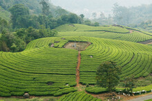 beautiful tea garden farm plantation with misty valley and mountain in munnar kerala