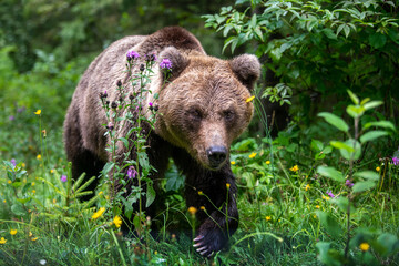 Wall Mural - wild brown bear in the summer forest. animal in natural habitat. wildlife scene