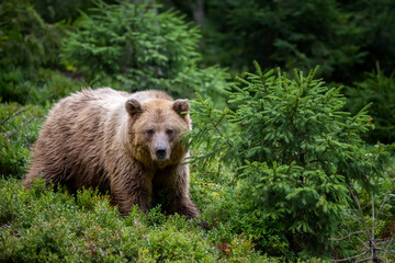 Wall Mural - wild brown bear in the summer forest. animal in natural habitat. wildlife scene