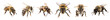 Generative AI illustration of wild striped bees with transparent wings placed in row from different sides isolated on white background