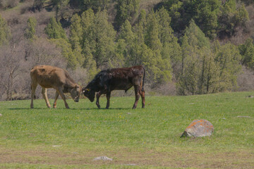 Two cows before fighting