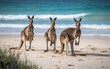 Kangaroos at Pebbly Beach, New South Wales, Australia, Generative AI.