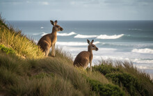 Kangaroos At Pebbly Beach, New South Wales, Australia, Generative AI.