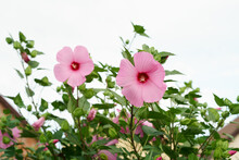 Hibiscus Moscheutos, The Rose Mallow, Swamp Rose-mallow Is A Species Of Flowering Plant In The Family Malvaceae.