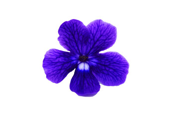 Wall Mural - Blue, violet or purple flowers isolated on transparent background with clipping path. Beauty in nature, Tropical plant, shape of flora and Bouquet of floral, png with transparency.