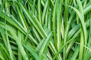 Wall Mural - Wet grass. Leaves of plants with raindrops. The texture of the grass.