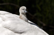 The mute swan (Cygnus olor) is a species of swan and a member of the waterfowl family Anatidae. 