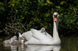 The mute swan (Cygnus olor) is a species of swan and a member of the waterfowl family Anatidae. 