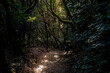 Step into a realm of natural wonder with a mystical experience as you traverse a sun-dappled footpath that weaves through the emerald embrace of Tenerife's captivating Anaga laurel forest hiking area.